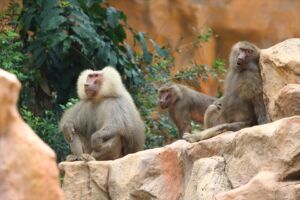 気だるげ猿たち