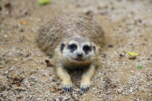 ミーアキャット