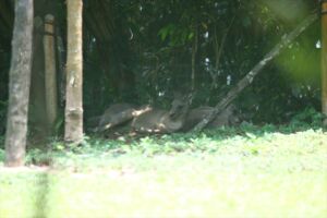 カンガルーも日陰へ