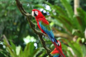 鮮やかな南国の鳥たち