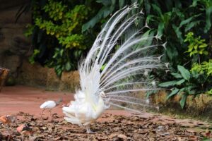 ショーのトリを務める孔雀