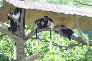 猿たちも日陰へ