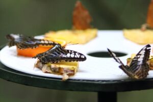 蝶々がたくさん