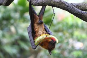 お食事中のコウモリ